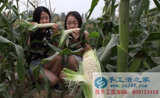 种植水果玉米骗局