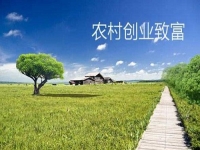 新型农村创业小项目，会拍短视频就能赚钱，兼职副业都可以做
